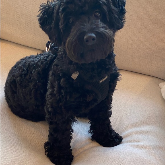 Meet your Posher, Maizy+Riley - Picture 5 of 12